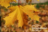 verfärbtes_Blatt2
