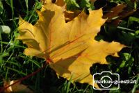 verfärbtes_Blatt1