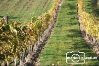 Weingarten_Herbst3