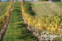 Weingarten_Herbst2