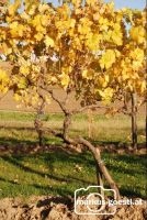 Weingarten_Herbst1