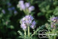 Phaceliablüte4