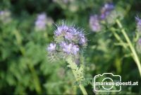 Phaceliablüte3