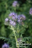 Phaceliablüte2