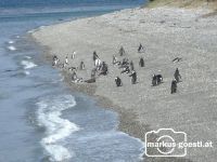 Pinguine1