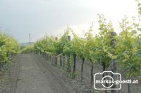 Weingarten1