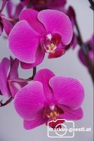 Orchidee4
