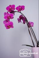 Orchidee3
