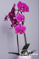Orchidee1
