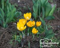 Krokus4