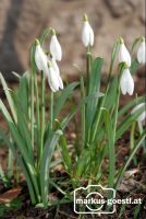 Schneeglöckchen6