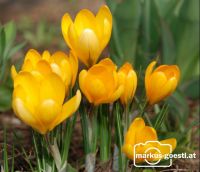 Krokus3