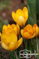 Krokus2