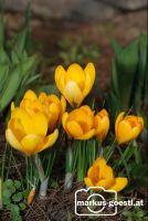 Krokus1