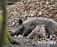 Wildschweine4
