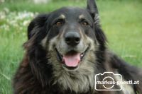Hund1