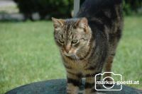 Katze