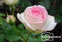 Rose2