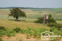 Hochstand_Baum