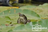 Frosch