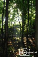 Wald_Lichteinfall2