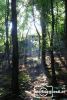 Wald_Lichteinfall1