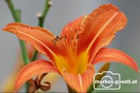 Blüte_Biene3
