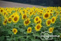 Sonnenblumenfeld2