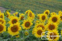 Sonnenblumenfeld1