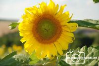 Sonnenblume