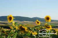 Sonnenblumen_Buschberg