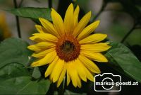 Sonnenblume