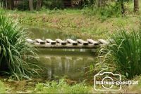 Waldteich7