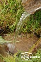 Waldteich5