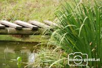 Waldteich4