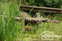 Waldteich1