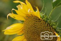Sonnenblumenblüte