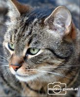 Kater