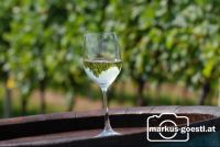 Weinglas_Rebstock5