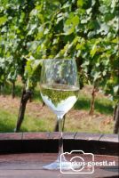 Weinglas_Rebstock3