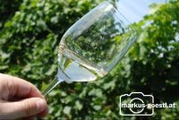 Weinglas_Rebstock2