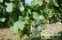 Weinglas_Rebstock1