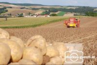 Kartoffelernte2