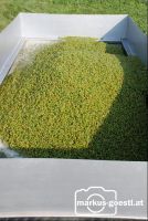 Lesegut1
