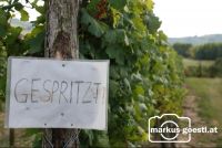 Weingarten_gespritzt2