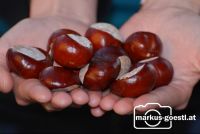 Hand_Kastanien2