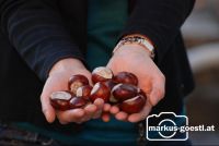 Hand_Kastanien1