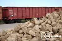 Rüben_Bahntransport6