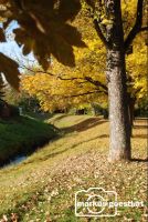 Herbststimmung6
