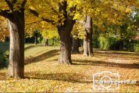 Herbststimmung4